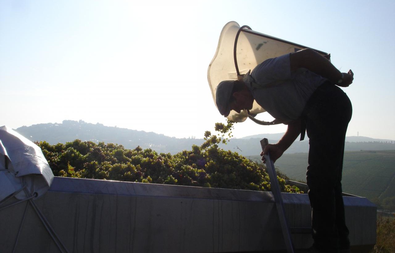 Grape picker in silhouette adding grapes to a trailer on a misty morning