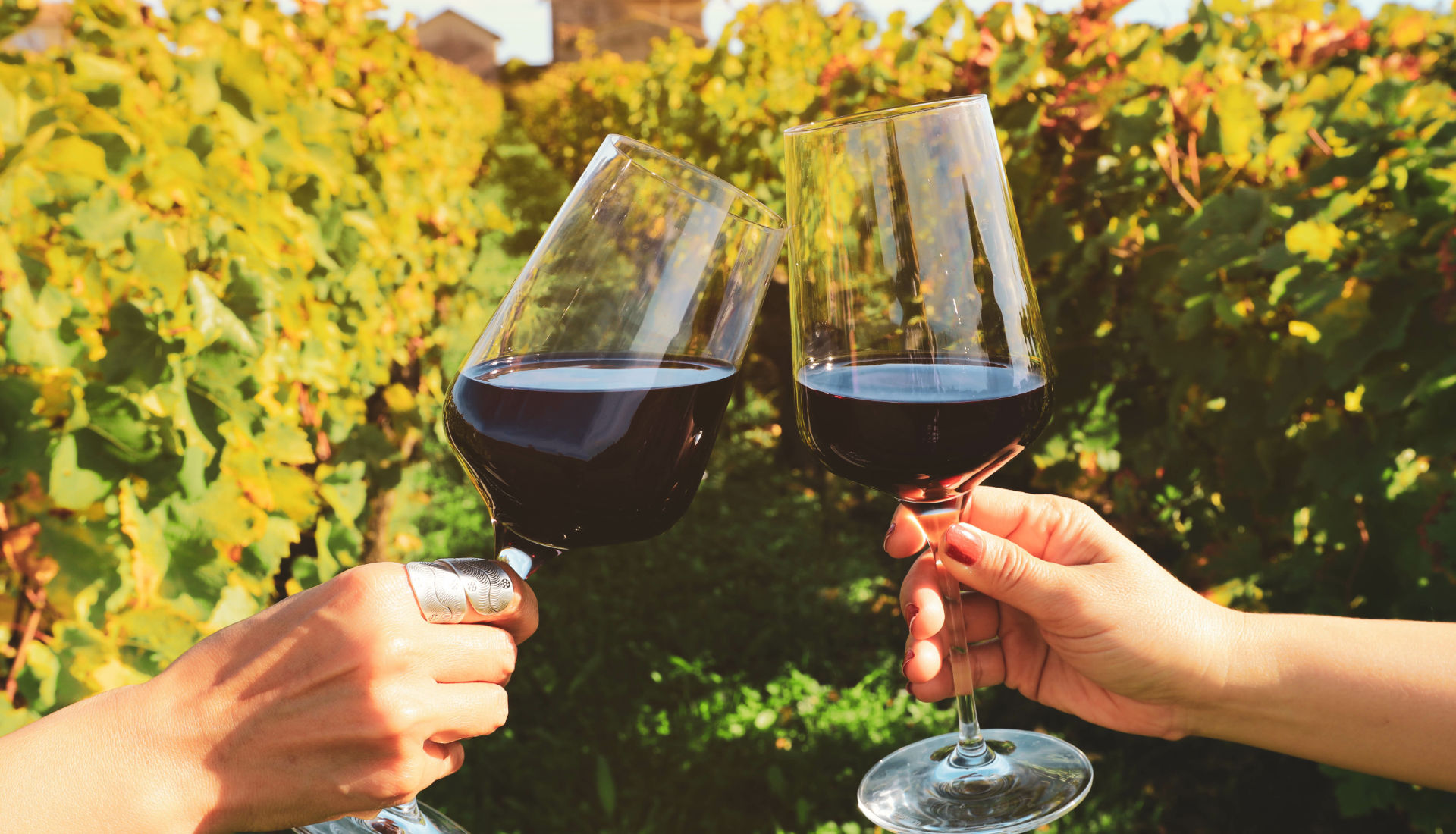An introductory guide to French Bordeaux Wines –Two glasses of red Bordeaux wine raised in a toast outdoors in a sunny vineyard.