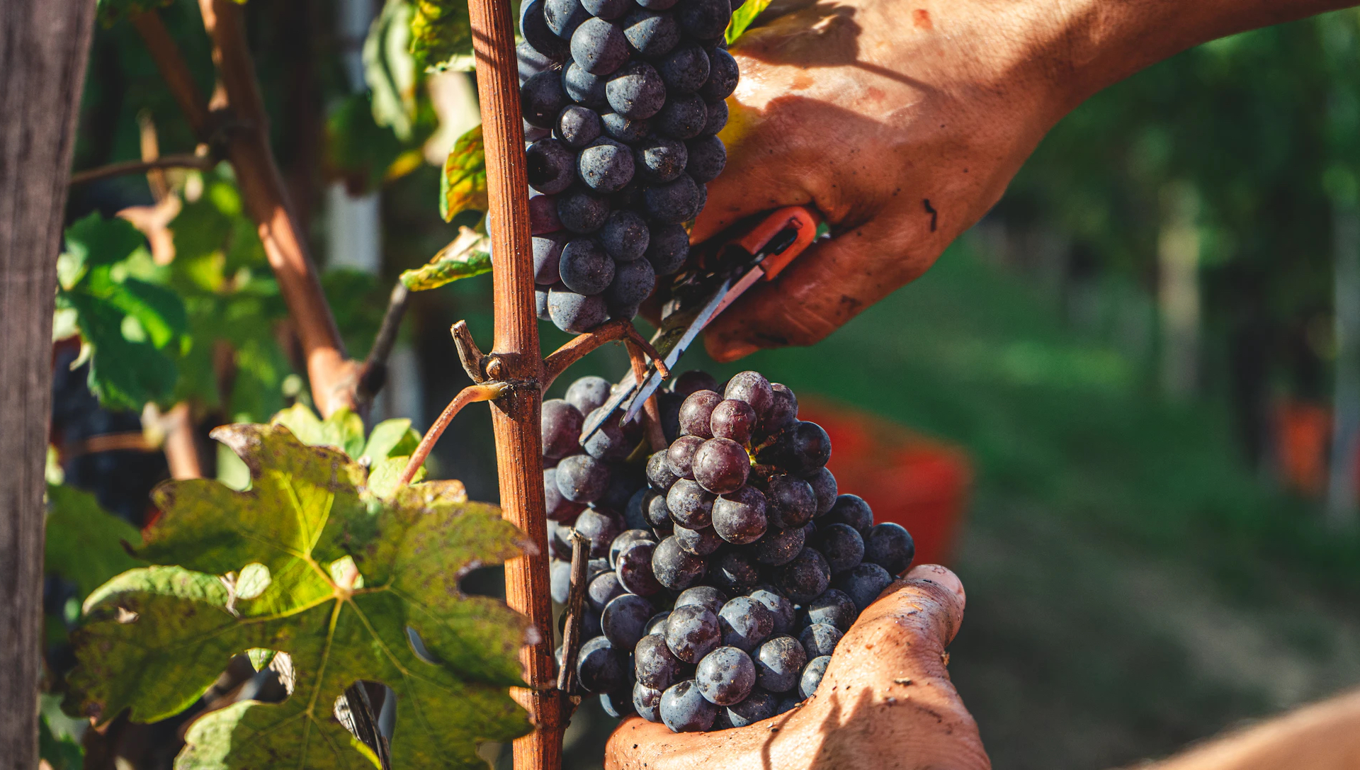 Red grapes being harvested