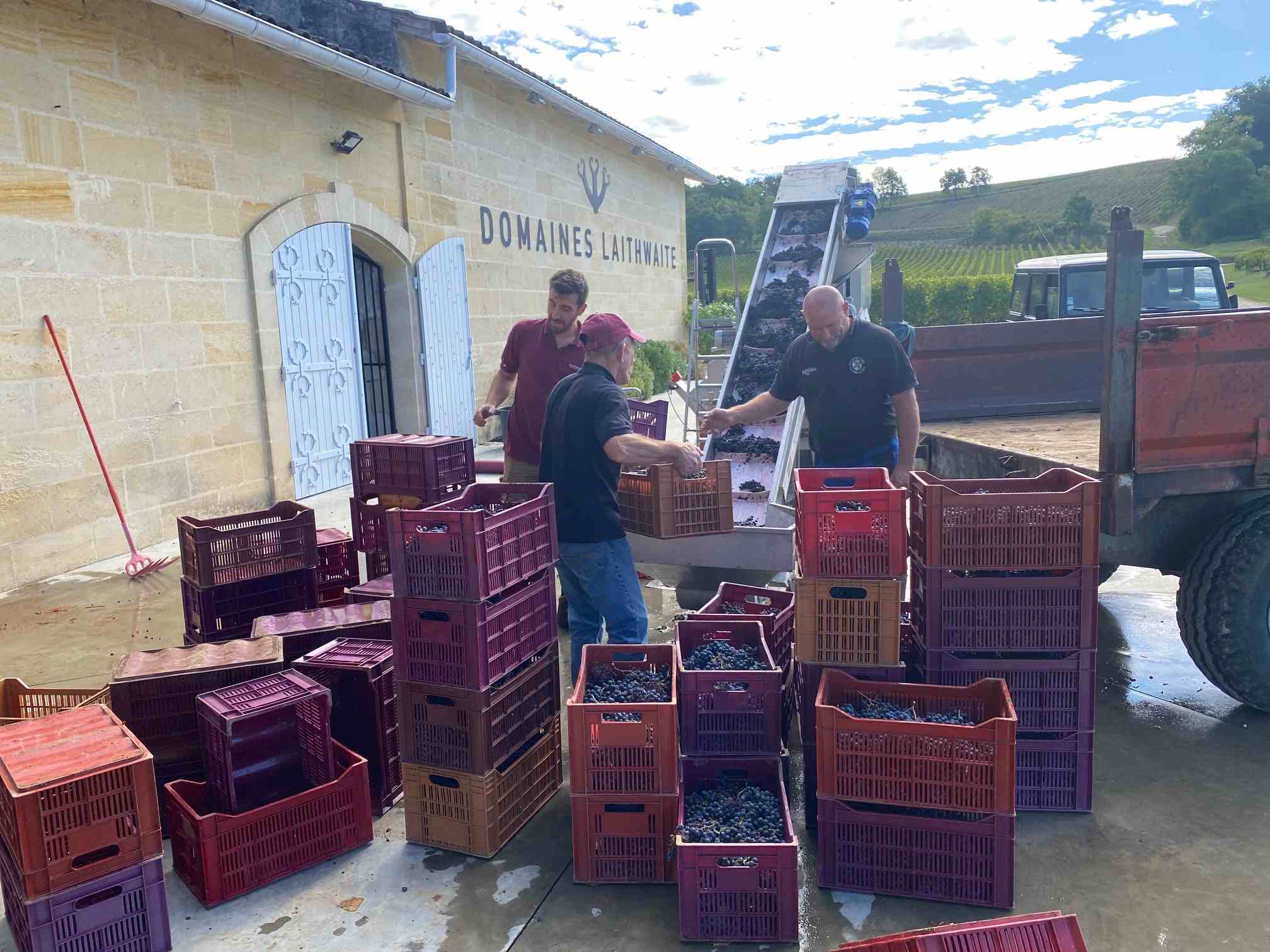 grape picking during harvest in france 