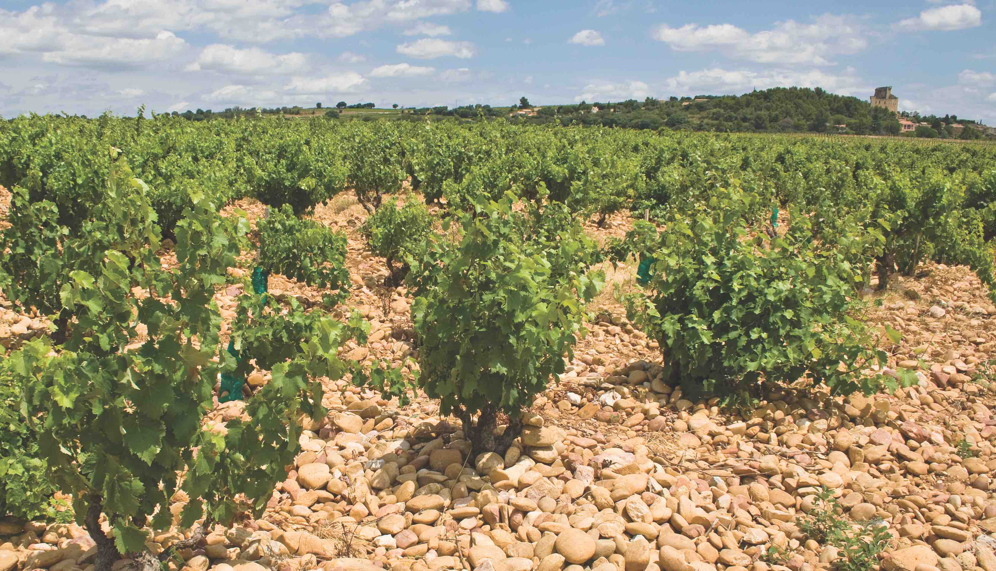 Châteauneuf-du-Pape stones in the vineyard