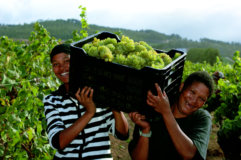 Two South African ladies carrying a basket of grapes in a vineyard