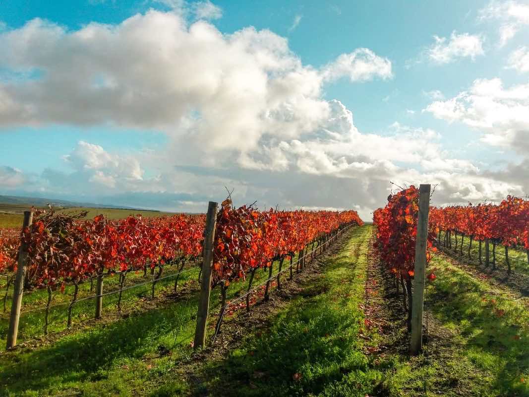 Vineyards in Alentejo 