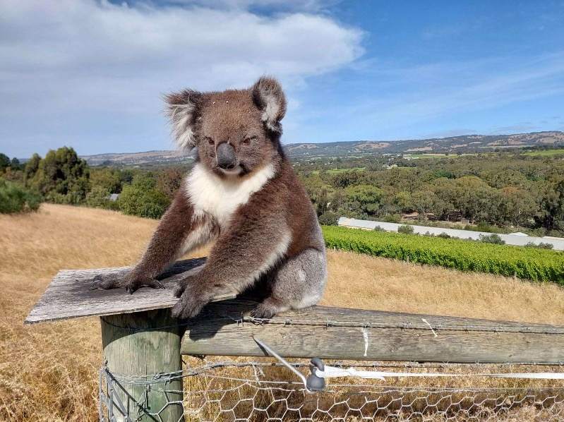 koala sitting on fence in Australia  