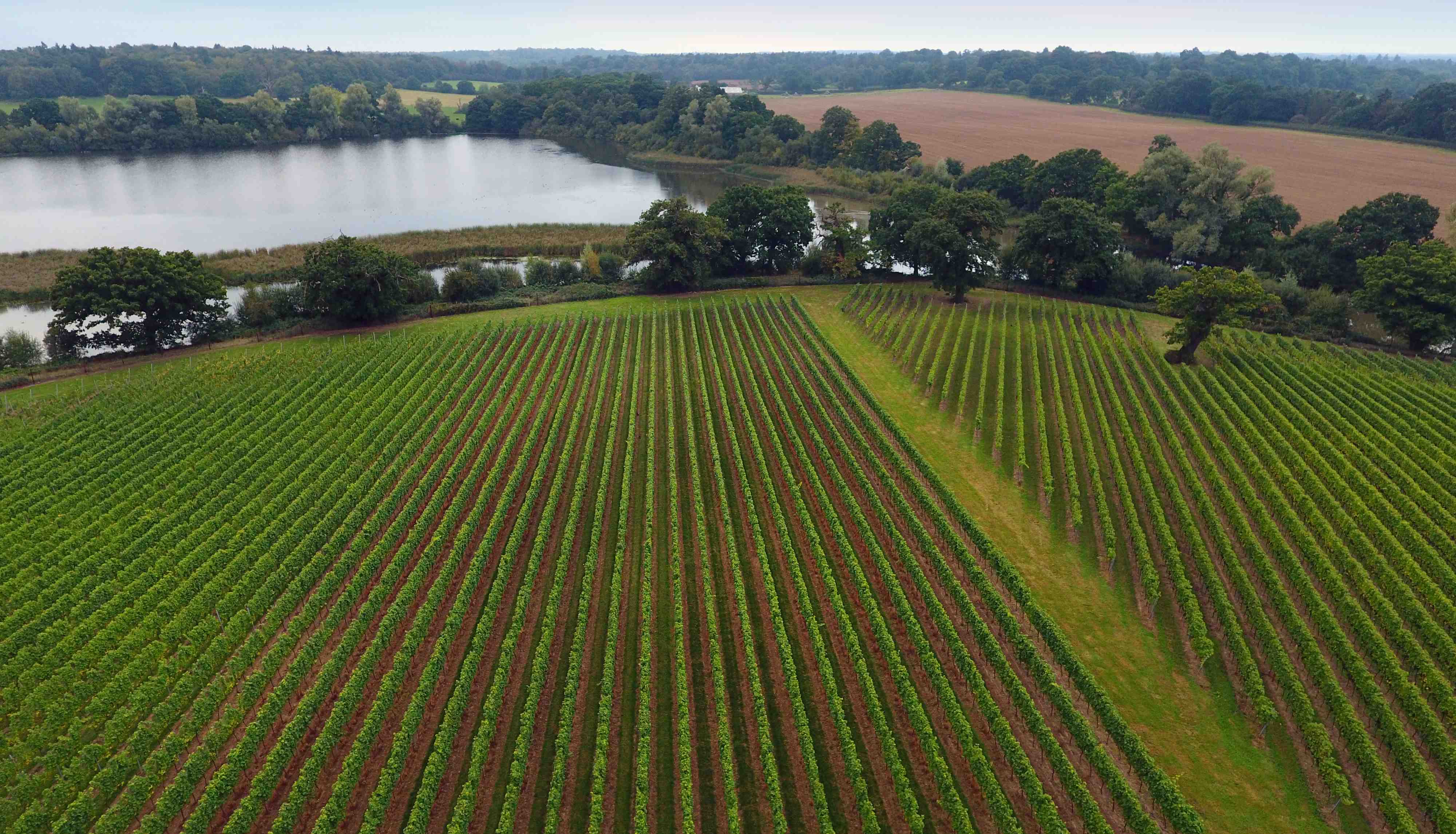 Aerial view of Windsor Great Park vineyard 