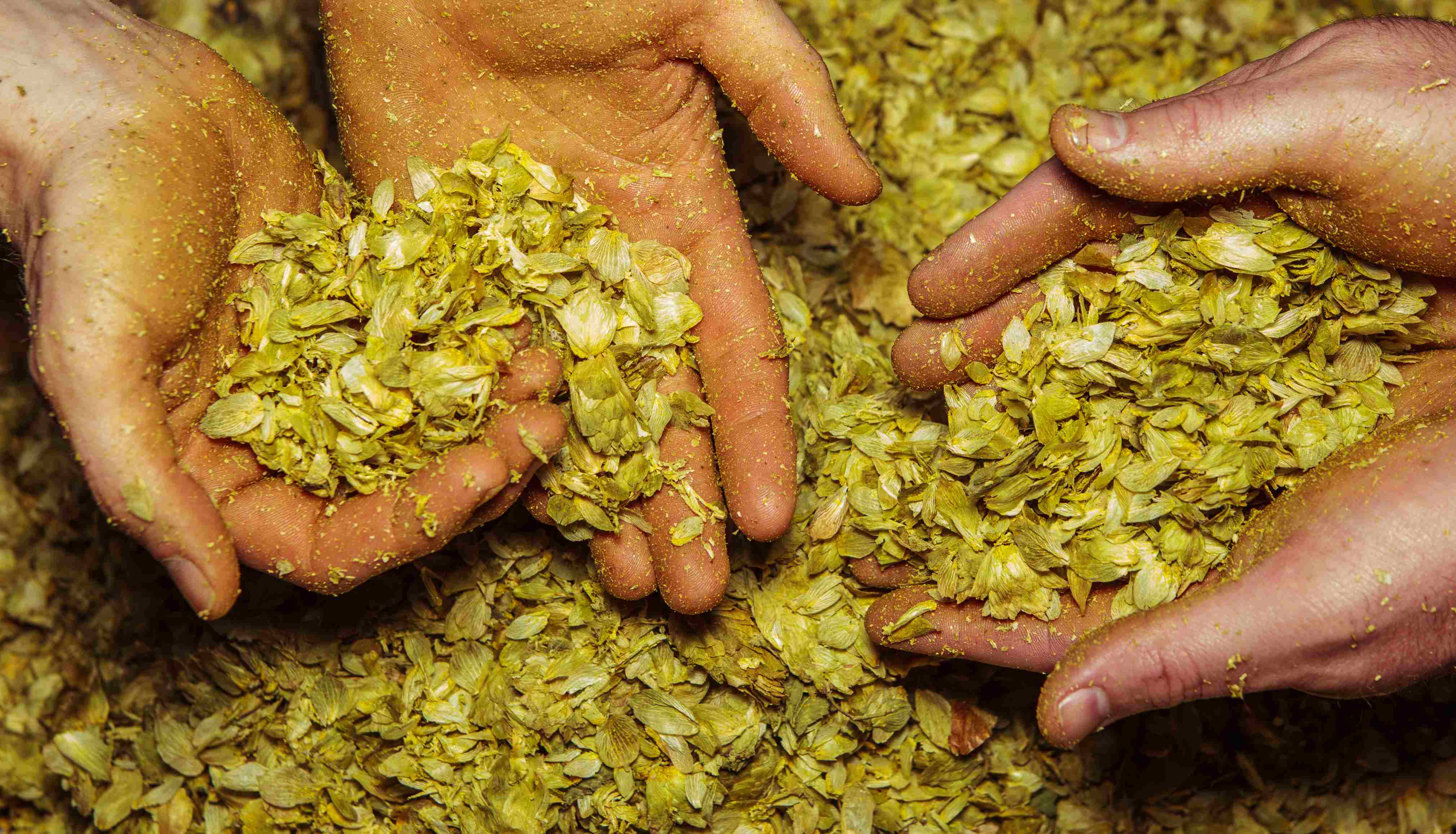 Close up of two pairs of hands lifting hops out of a large pile