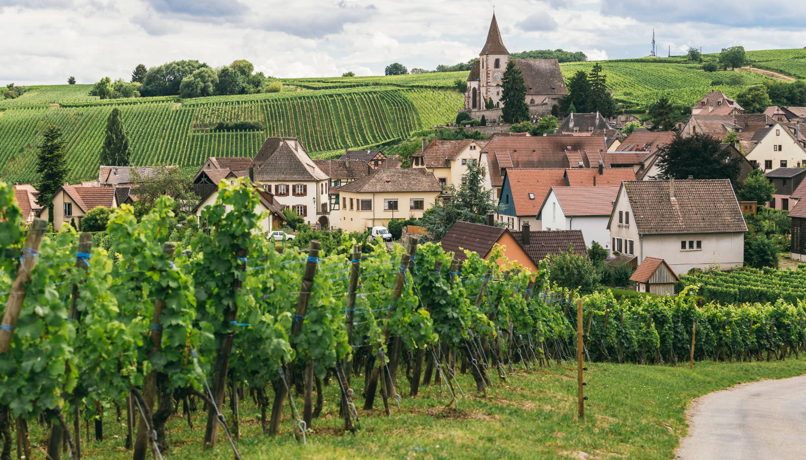 A vineyard in Burgundy overlooking houses - new world wine