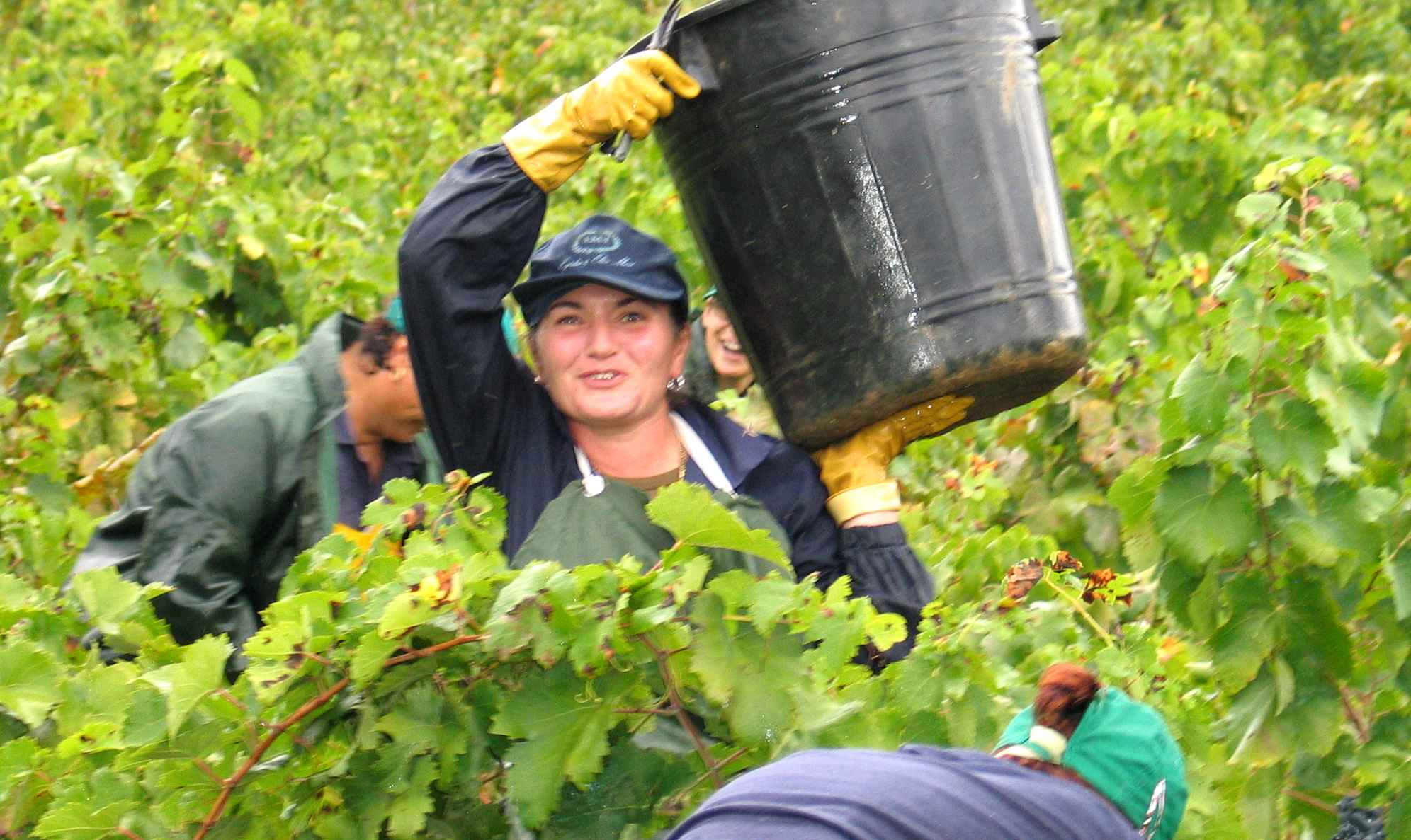 Grape pickers among vines in Italy, with lady holding bucket of grapes