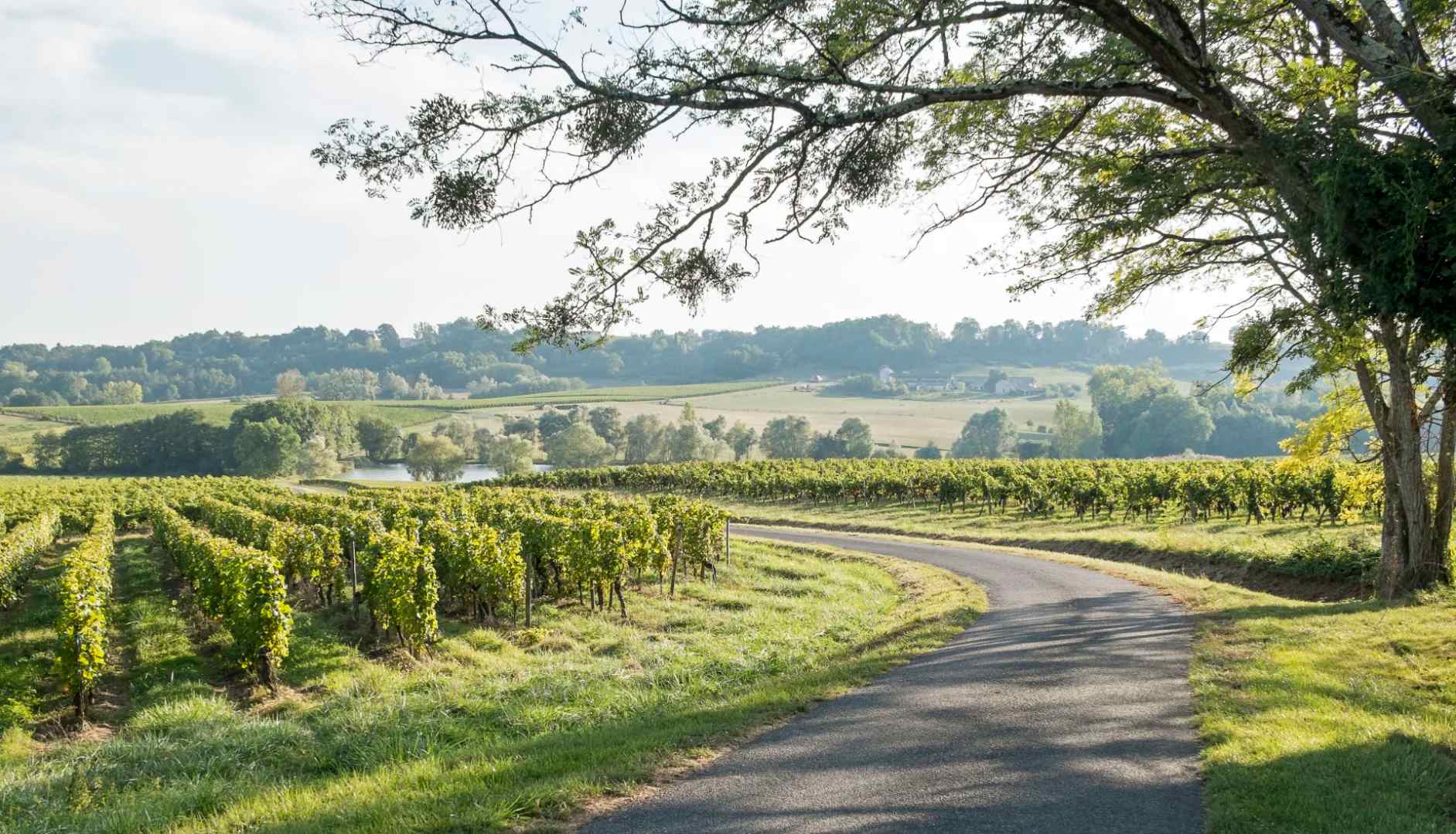 An introductory guide to French Bordeaux wines - Bordeaux landscape of vineyards.