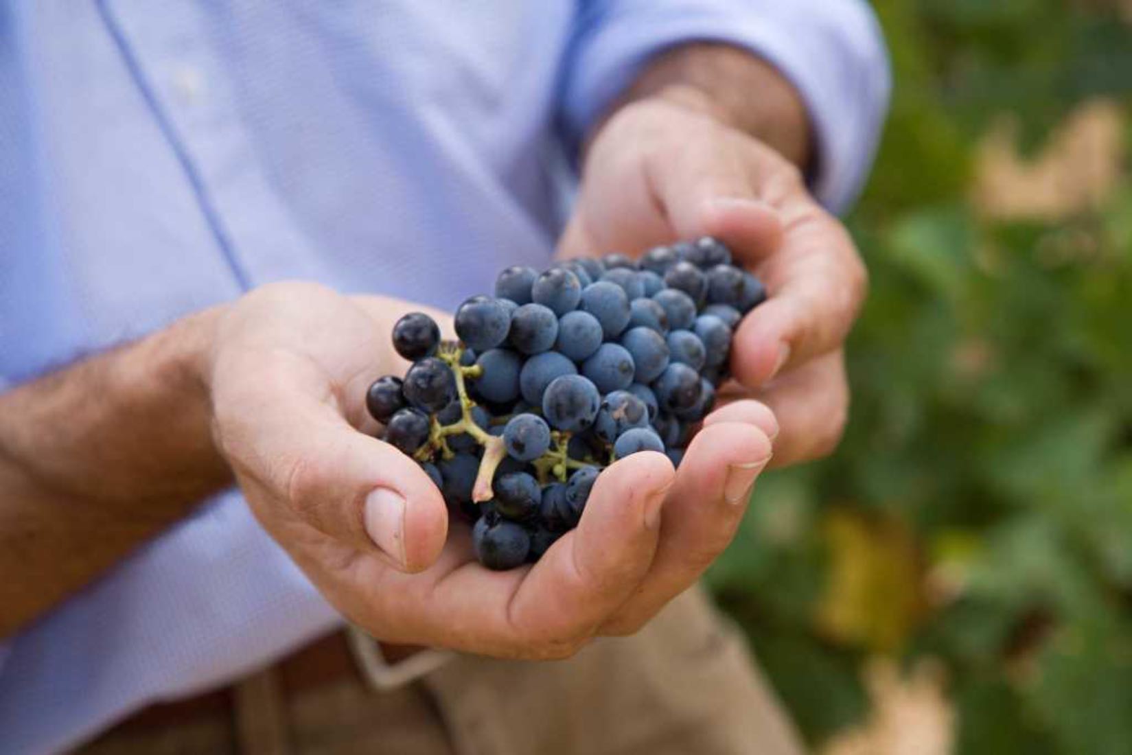A bunch of Pinot Noir grapes in hands