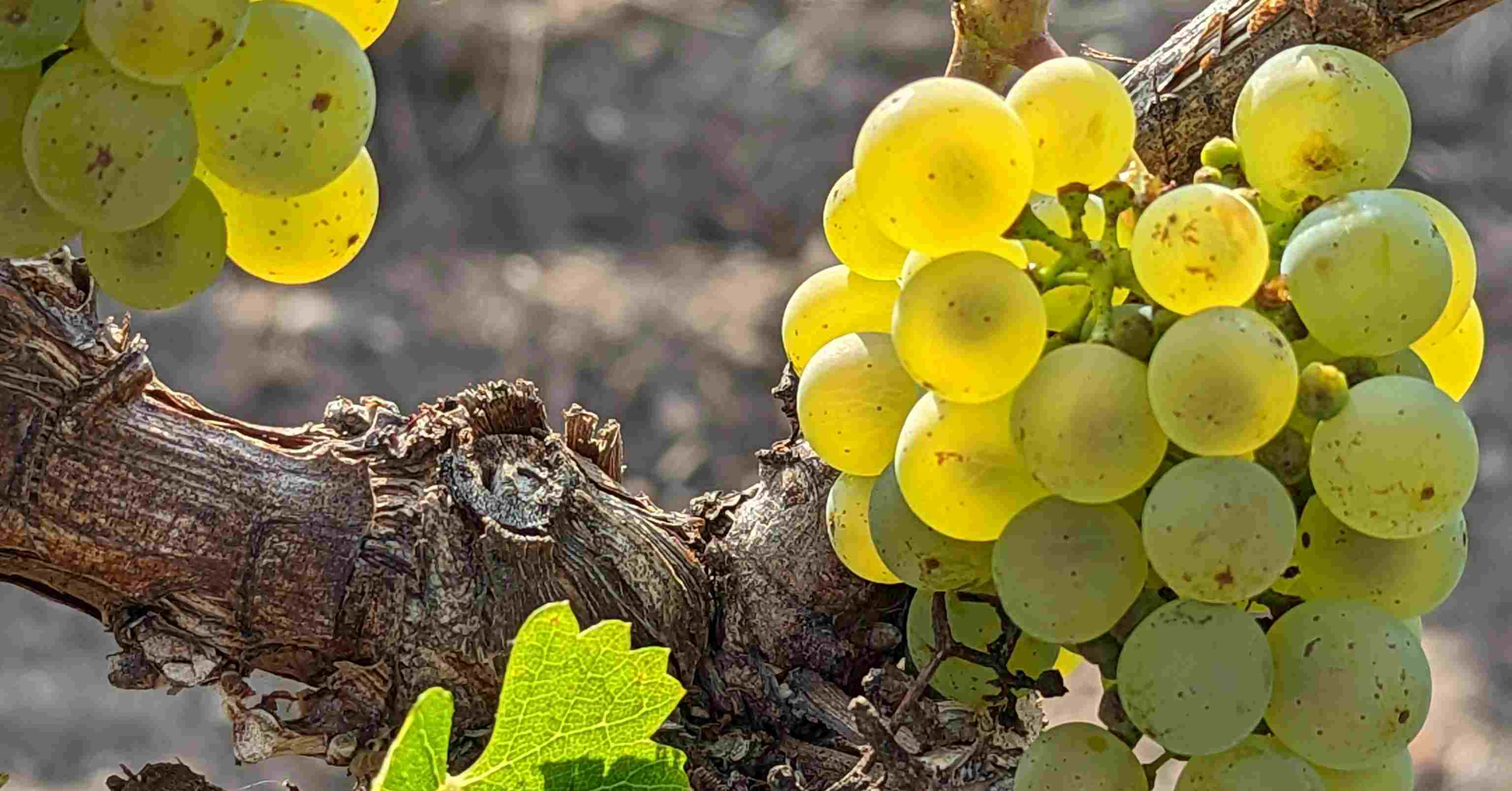 Riesling grapes