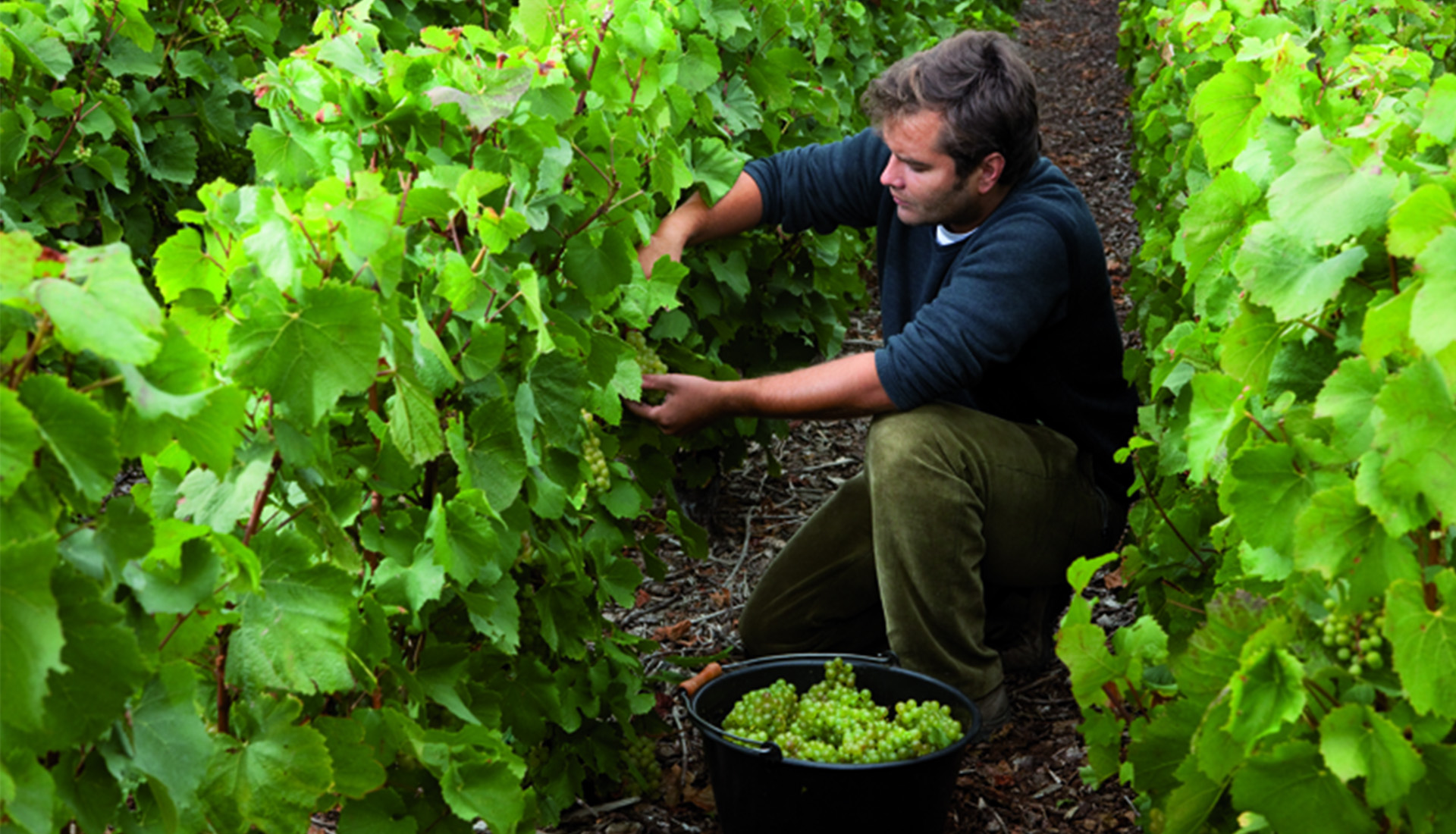 Vineyard worker picking grapes from vines in a Champagne vineyard