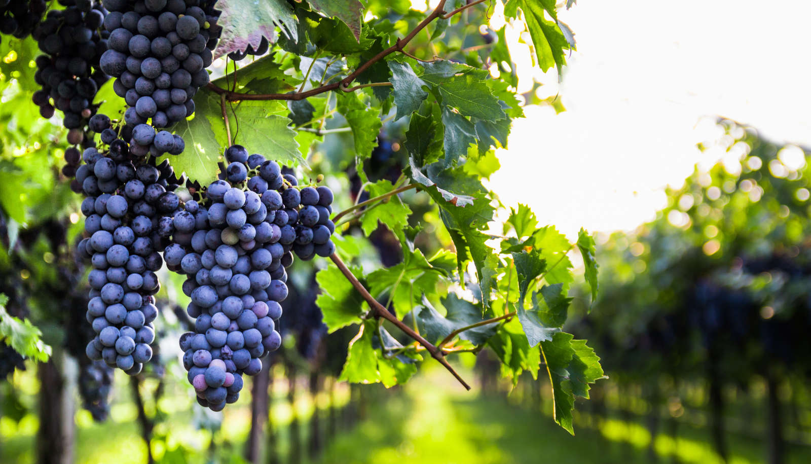 dark-skinned grapes growing outside in a vineyard - natural wine