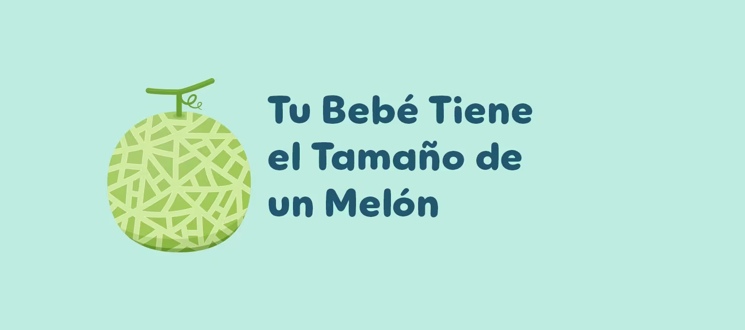 34 semanas de embarazo: Tu bebé tiene el tamaño de un melón