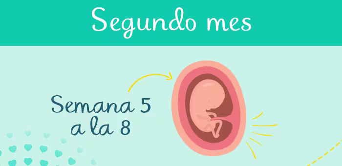 2 meses de embarazo