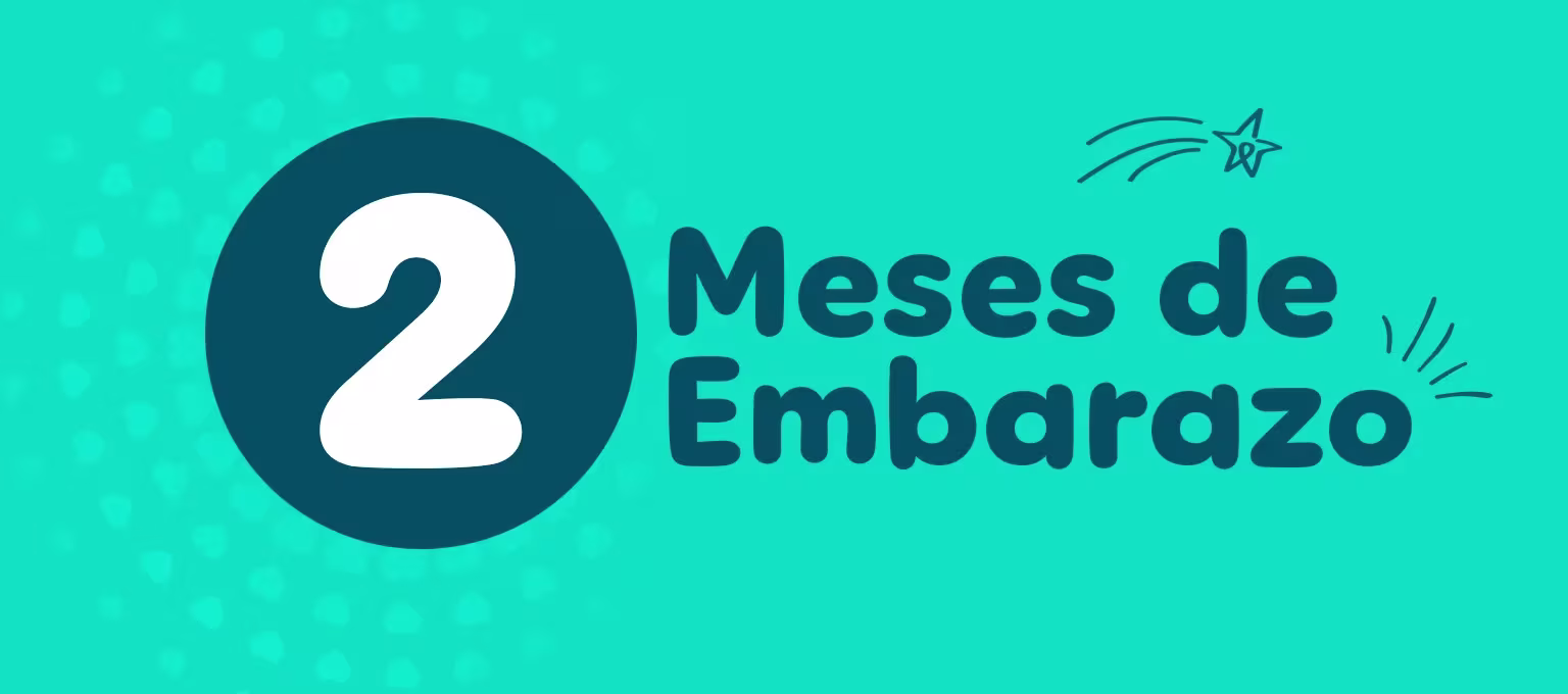 2 meses de embarazo