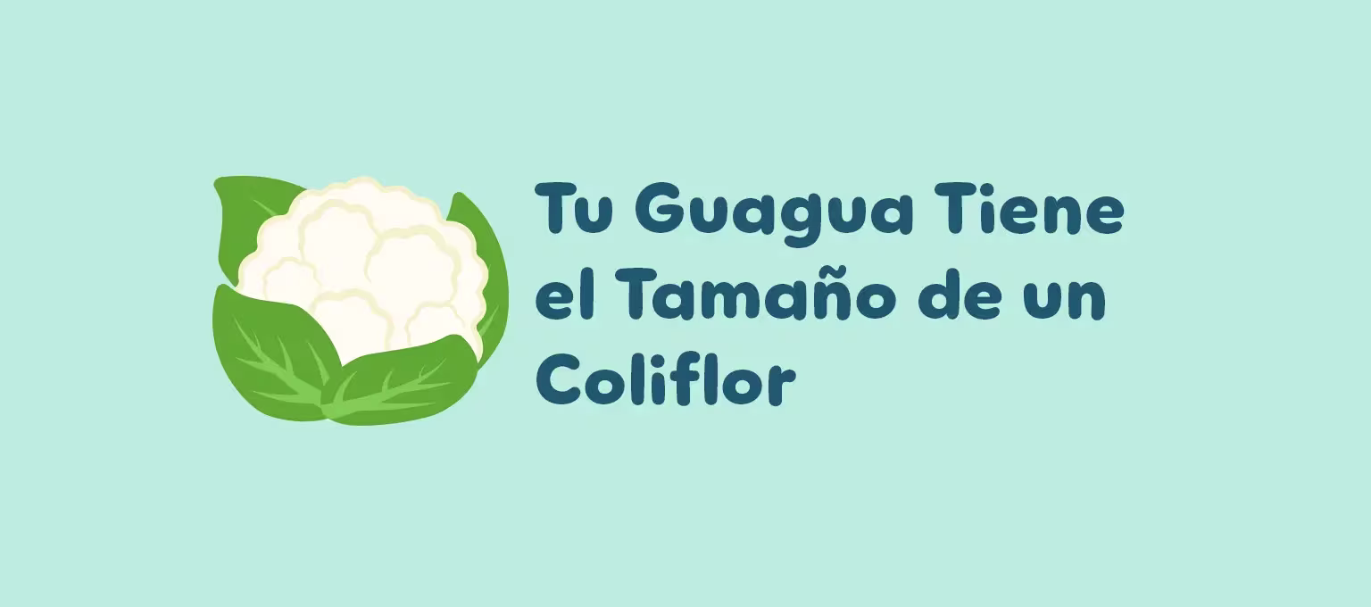 Tamaño de tu guagua en la semana 27 de embarazo.