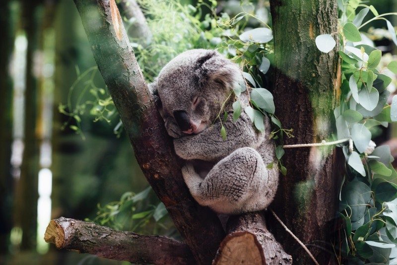 Koala in tree happy