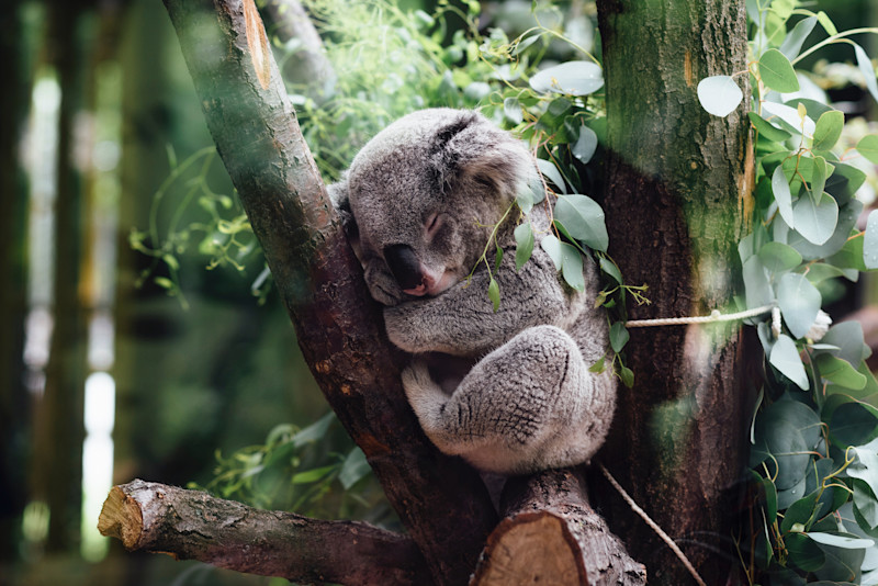 Koala in tree happy
