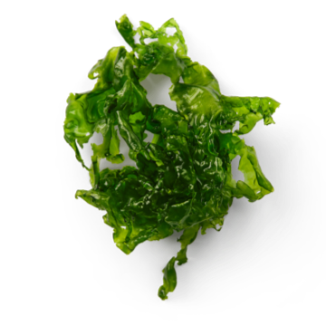 Seaweed representing Omega EPA