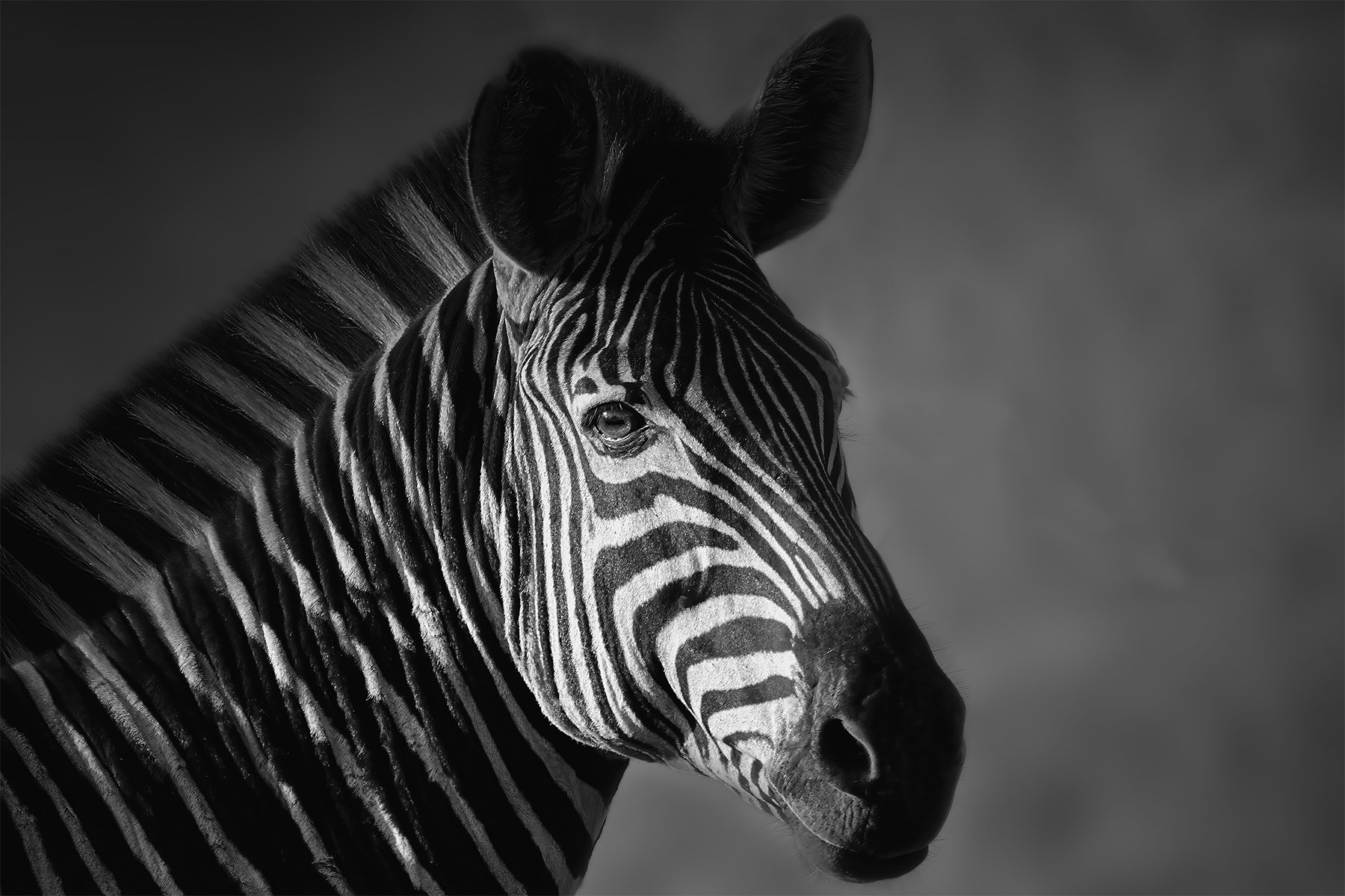 AnitaC zebra portrait©2023