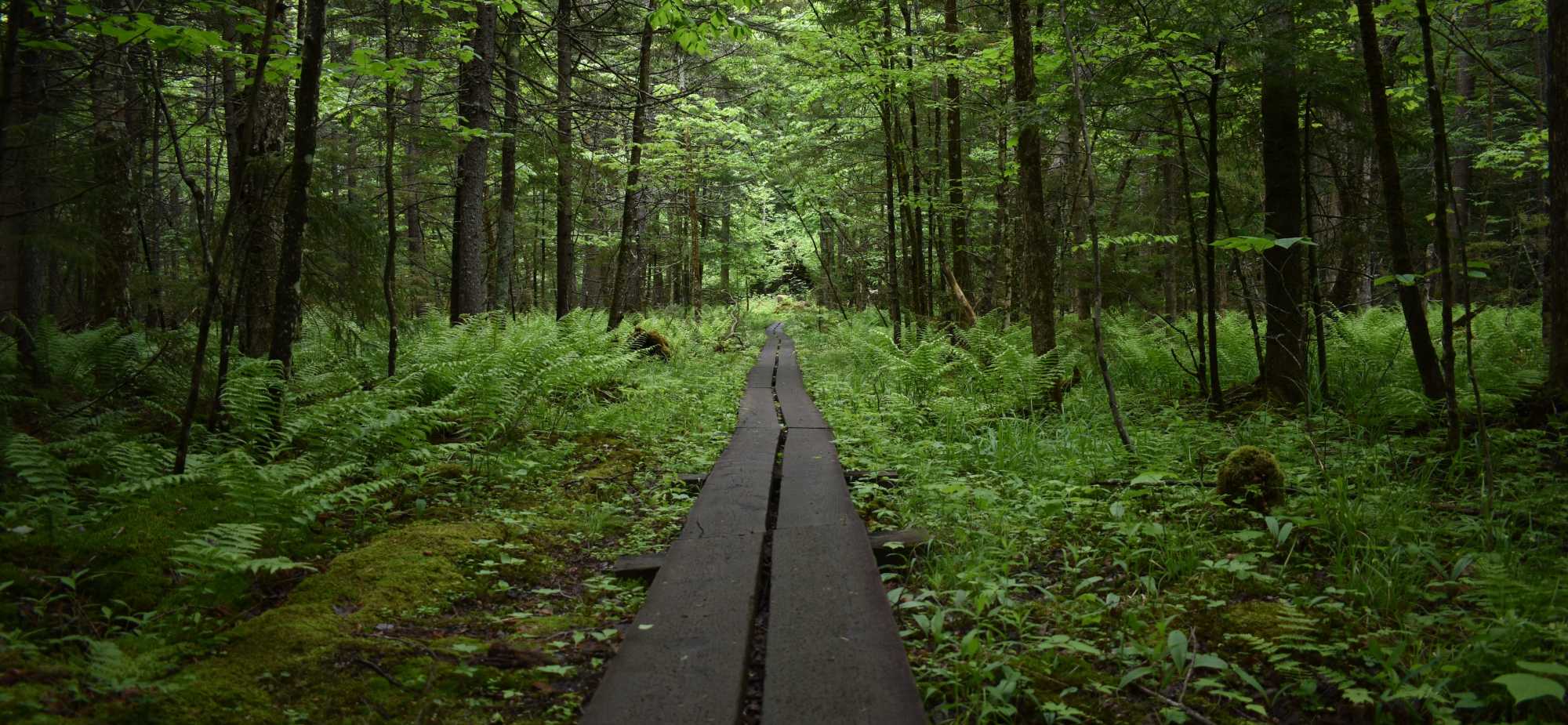 Adirondack Mountains forest