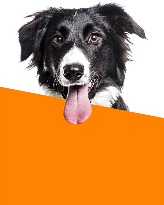 DIY Dog Wash PETstock Petstock