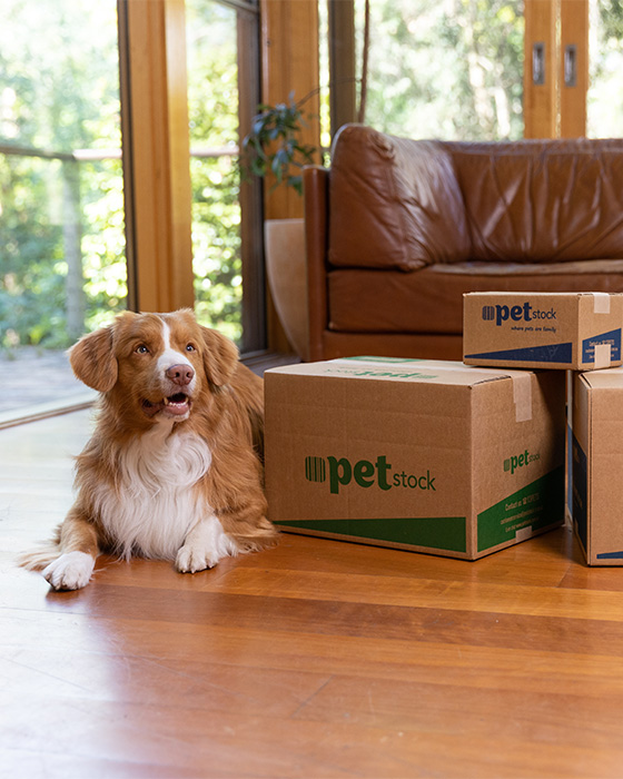 Pet stock outlet crate