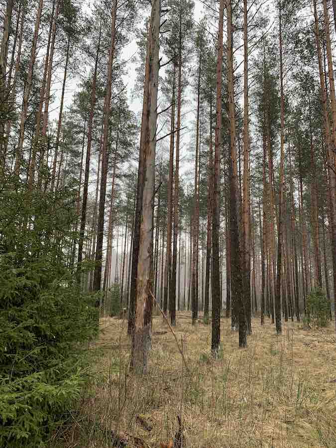 Kahjustunud puud Rootsimetsa kinnnistul