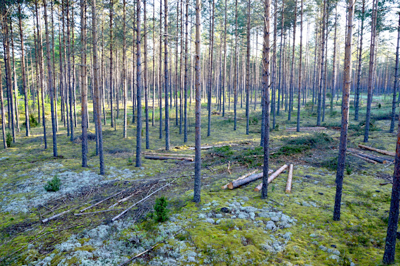 Tulu metsast täna või tulevikus – kuidas erineb metsa majandamine?