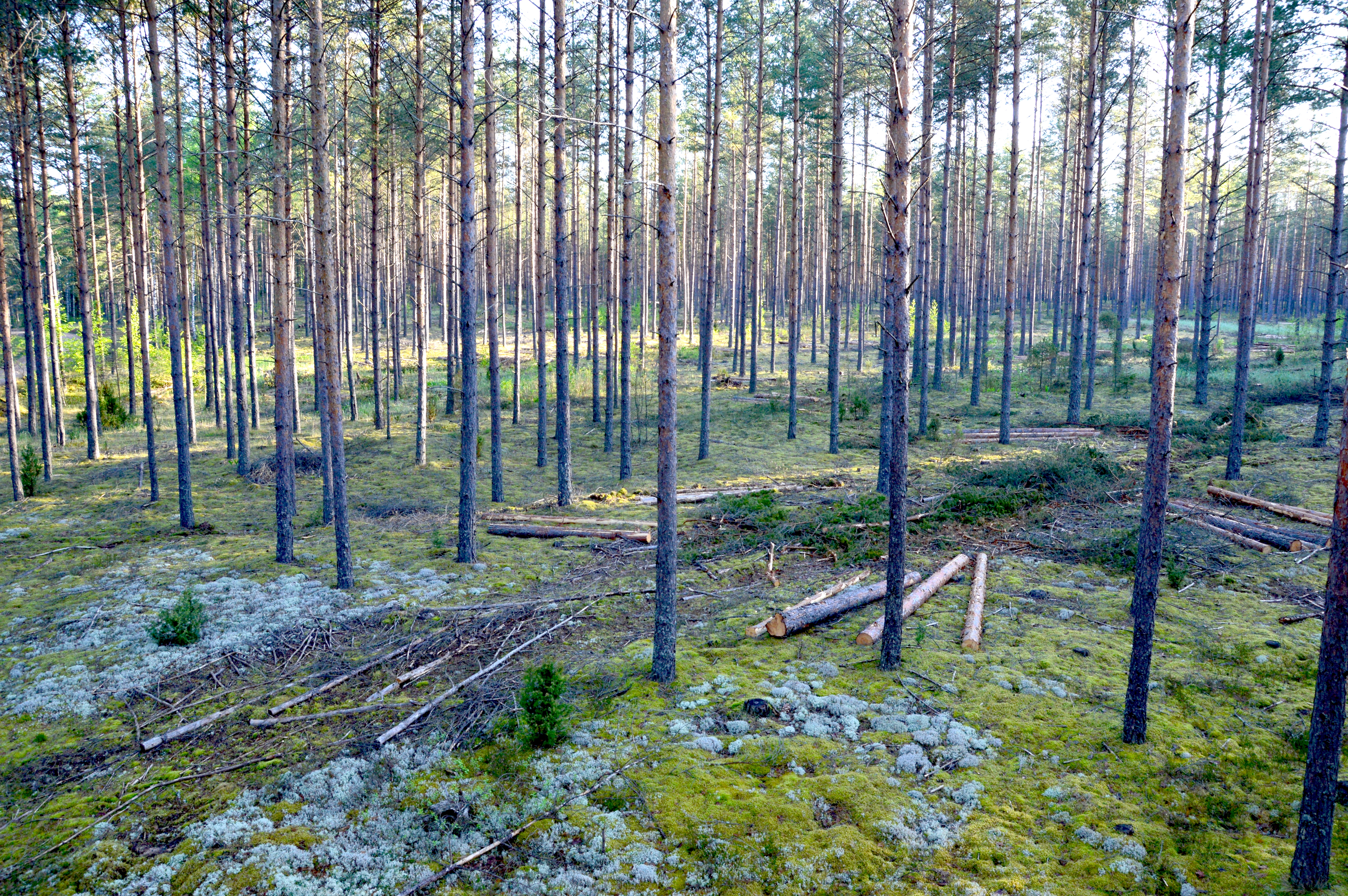 Tulu metsast täna või tulevikus – kuidas erineb metsa majandamine?