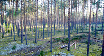 Tulu metsast täna või tulevikus – kuidas erineb metsa majandamine?