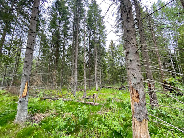 See ei ole vandenõuteooria! Kuuse-kooreürask on olemas, lihtsalt küsimus on, kas ka Sinu metsas?