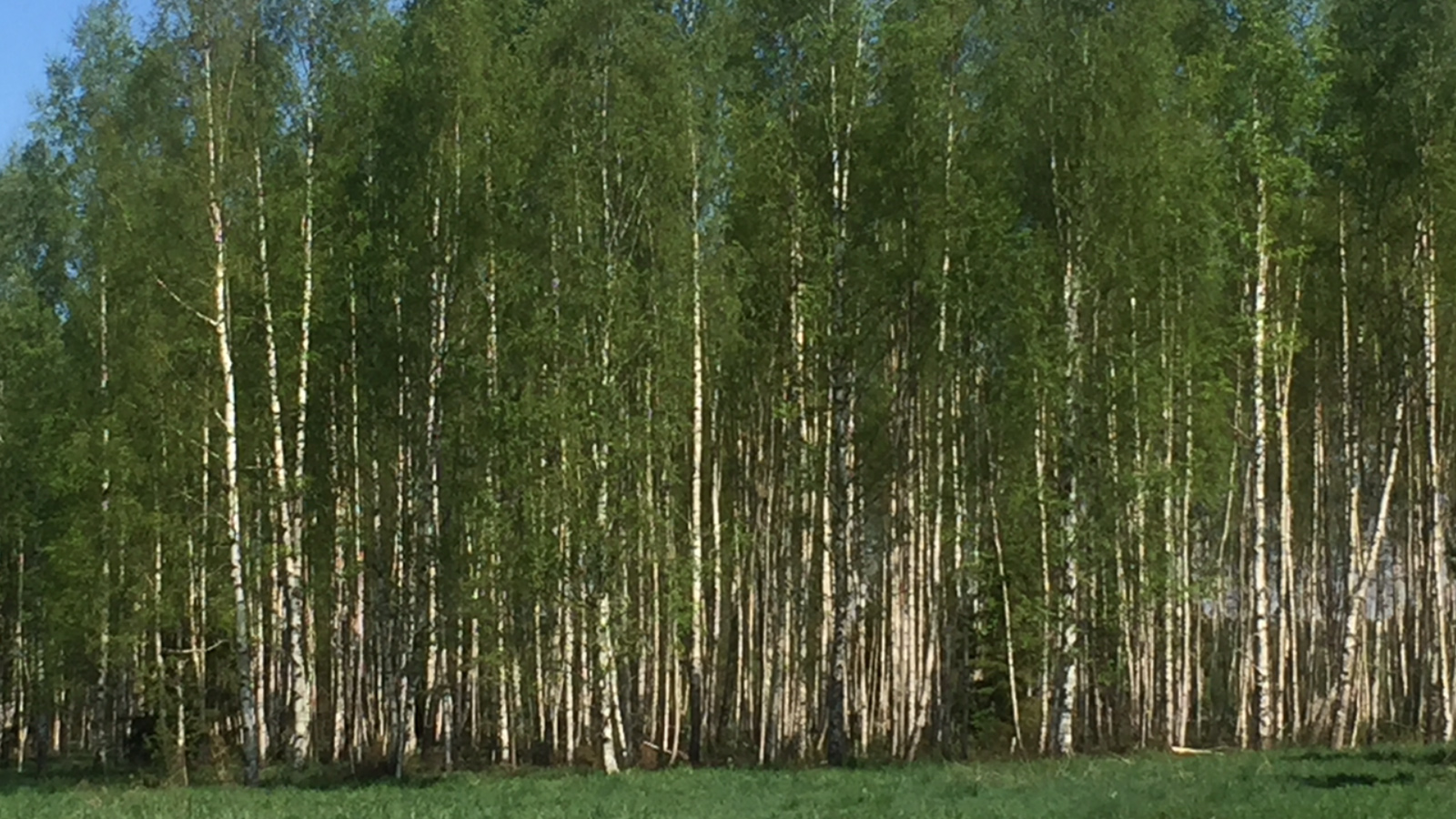 Kaasik peale harvendust