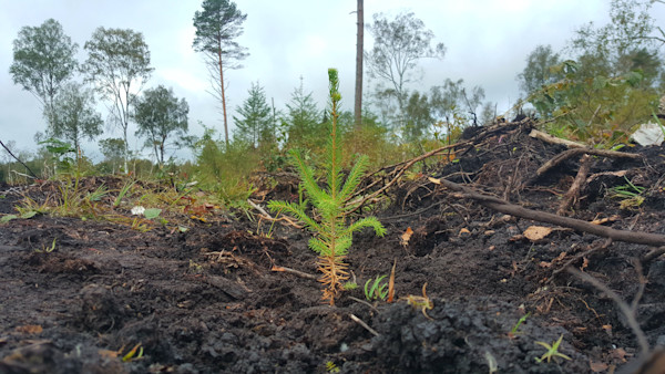 Jaanipäevani on aega küsida metsa uuendamise toetust