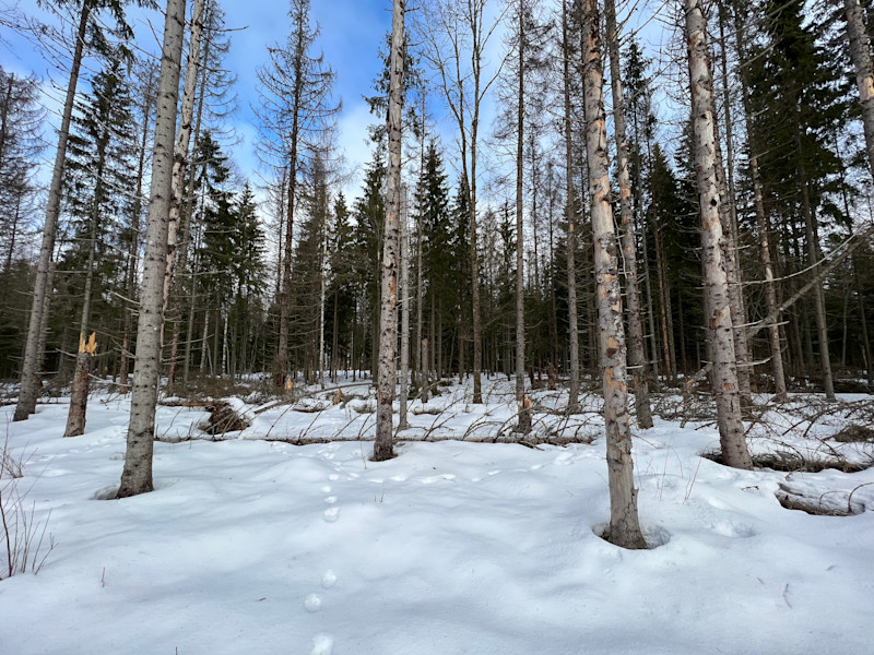 Oled sa kindel, et valid oma metsale õige raieliigi?