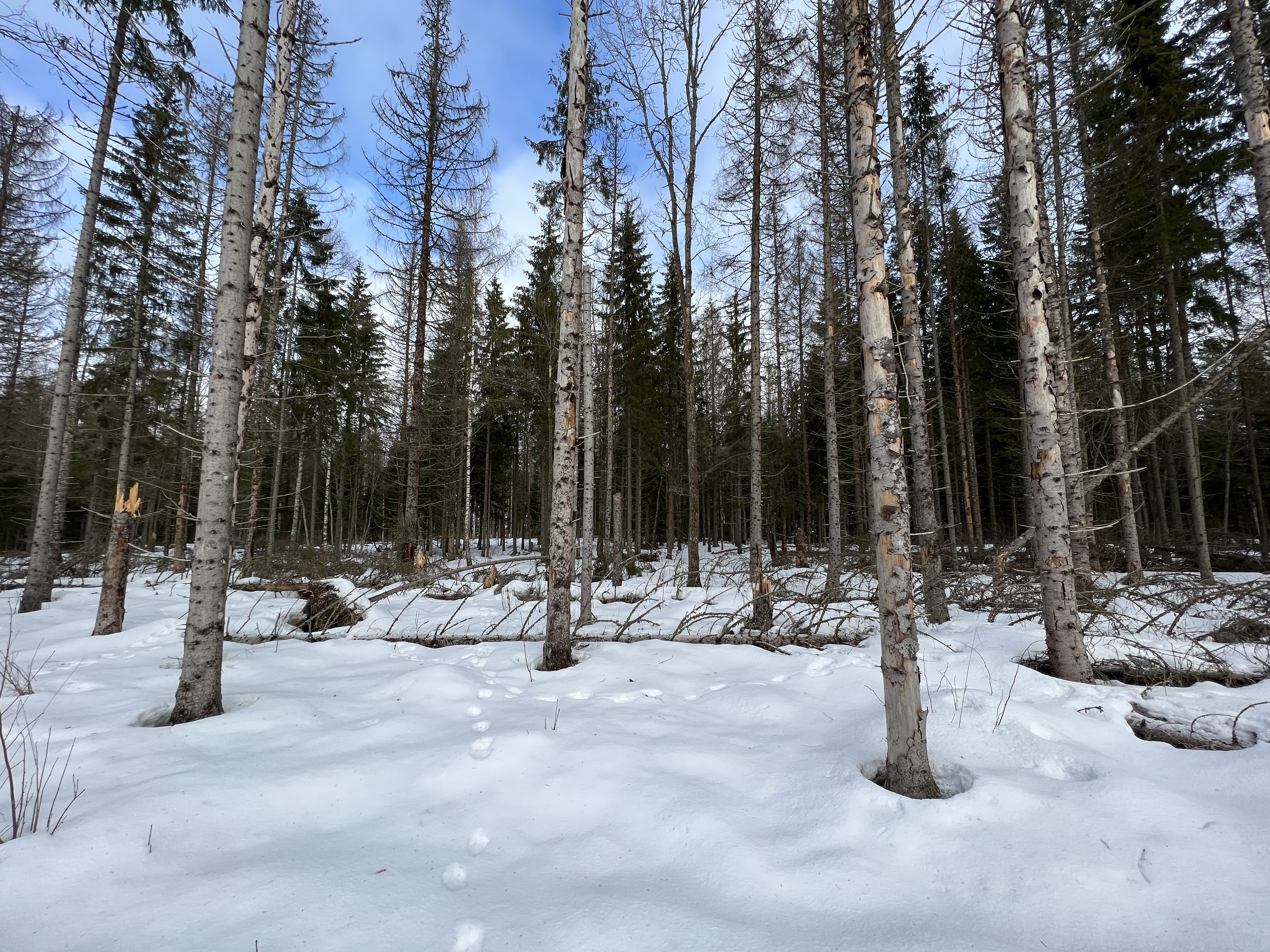 Kas oskad oma metsas üraskikollet märgata?