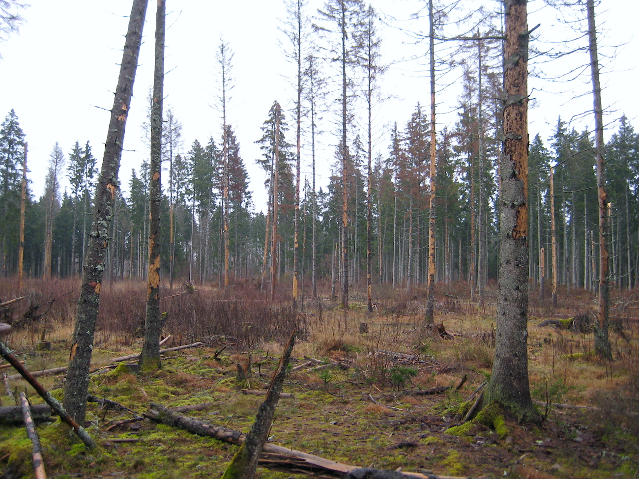 Üraskikahjustusega mets