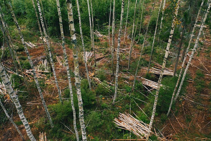 Kallis energia on aidanud väheväärtusliku puidu hinnad rekordtasemele