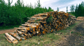 Metsa hinnad kerkivad rekordkiirusel – hind, mis oli eile, täna enam ei kehti