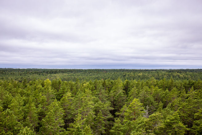 Metsaspetsialistid selgitavad – nende kahjulike tehingutega kaotavad metsaomanikud sadu tuhandeid eurosid