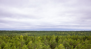 Metsaspetsialistid selgitavad – nende kahjulike tehingutega kaotavad metsaomanikud sadu tuhandeid eurosid