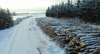 Talvine raiehooaeg läheneb: mida peaks teadma enne metsaraiet
