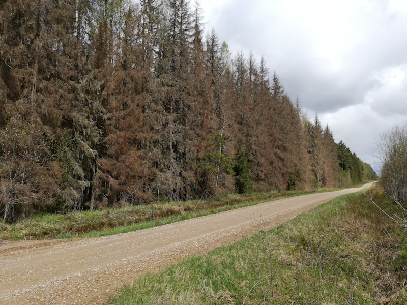 Yraskikahjustus Karula Rahvuspargis 2020 a