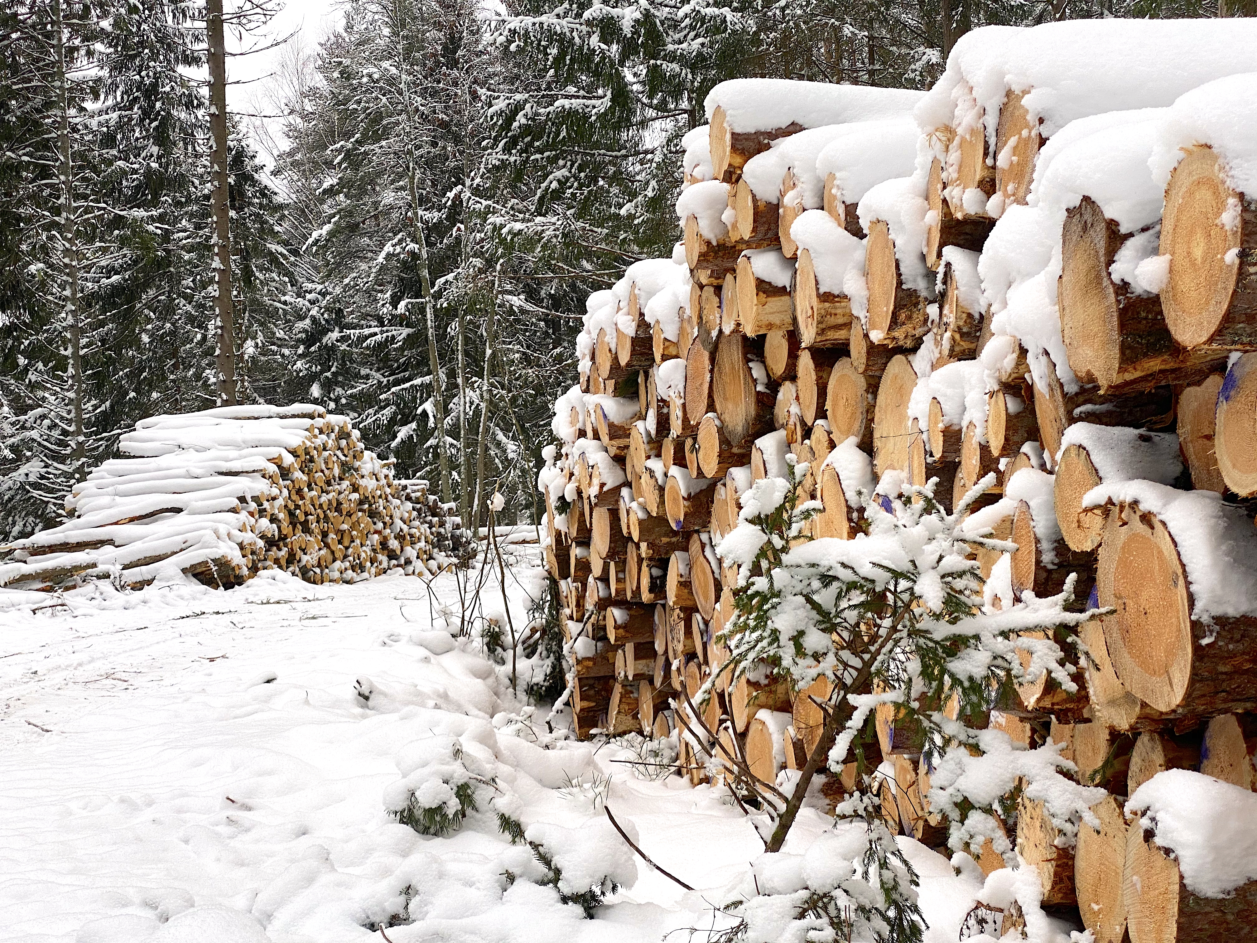 Metsa müük väljatuleku peale: kuhu kaob lubatud tulu?