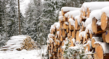 Metsa müük väljatuleku peale: kuhu kaob lubatud tulu?