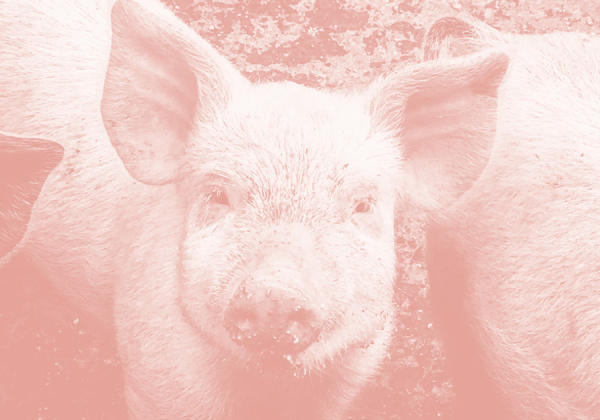 Picture of pigs with pink filter