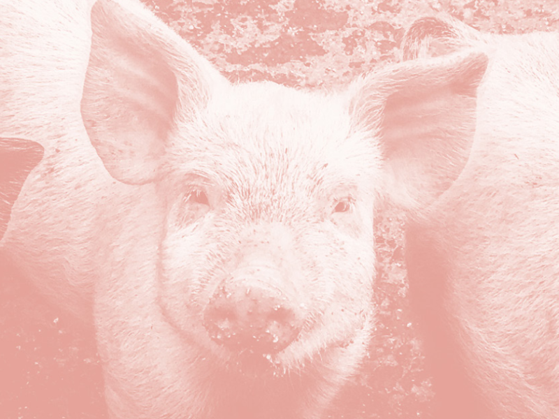 Bild von Schweinen mit Rosa-Filter
