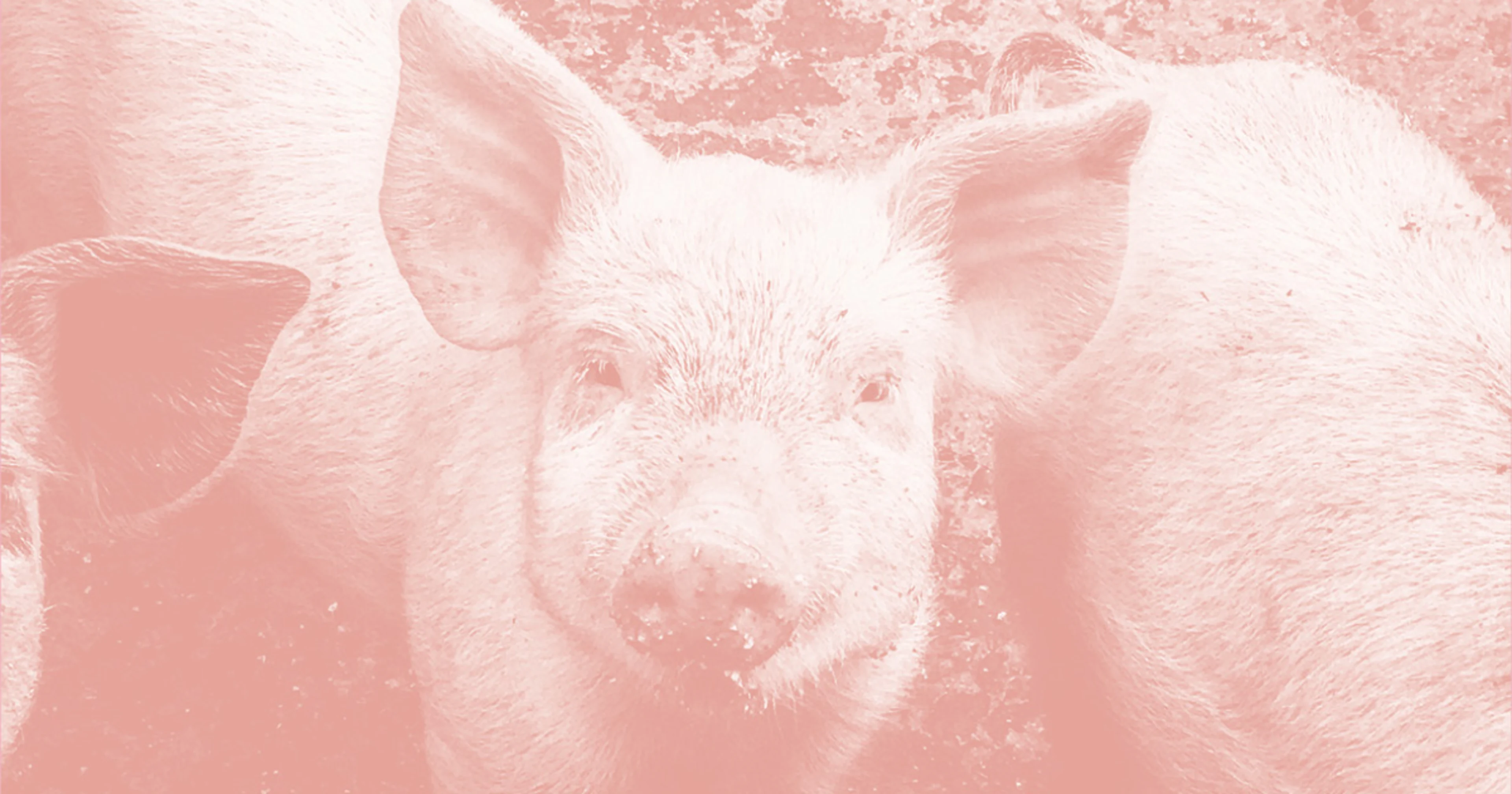 Picture of pigs with pink filter