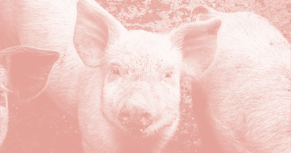 Bild von Schweinen mit Rosa-Filter